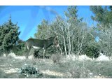 Donkey and foal at Tantur